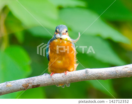A kingfisher perches on a branch, carrying a fish it has caught. A kingfisher perches on a branch, carrying a fish it has caught. 142712352