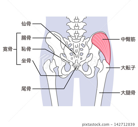 臀中肌、骨盆周圍的骨骼、髖關節 臀中肌、骨盆周圍的骨骼、髖關節 142712839