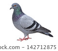 Pigeons (Feral Pigeons) 142712875
