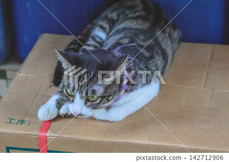 Hong Kong Aug 29 2026 Tabby cat resting comfortably on cardboard shipping box Hong Kong Aug 29 2026 Tabby cat resting comfortably on cardboard shipping box 142712906