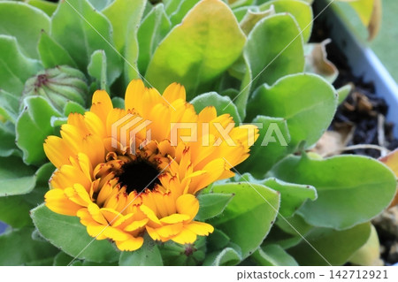 黃色金盞花和花蕾 黃色金盞花和花蕾 142712921