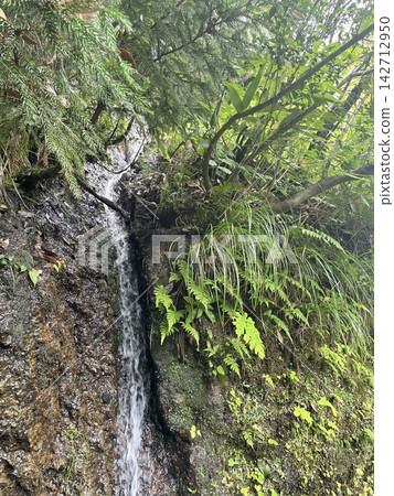 一小瀑布從岩石嶙峋、綠意盎然的地面傾瀉而下。 一小瀑布從岩石嶙峋、綠意盎然的地面傾瀉而下。 142712950