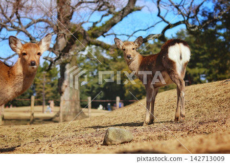 Deer looking back 142713009