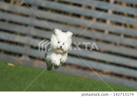 A white toy poodle happily playing in a grassy dog run. A white toy poodle happily playing in a grassy dog run. 142713174
