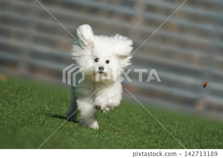A white toy poodle happily playing in a grassy dog run. A white toy poodle happily playing in a grassy dog run. 142713189