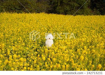 A white toy poodle standing in a field of fully bloomed rapeseed flowers. A white toy poodle standing in a field of fully bloomed rapeseed flowers. 142713231