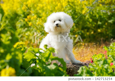 一隻白色玩具貴賓犬站在盛開的油菜花田中。 142713254