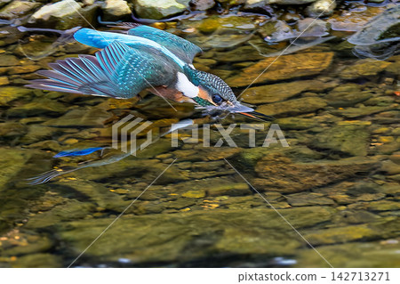 翠鳥跳入水中 翠鳥跳入水中 142713271