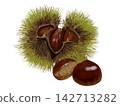 Chestnut (burr) - green 142713282