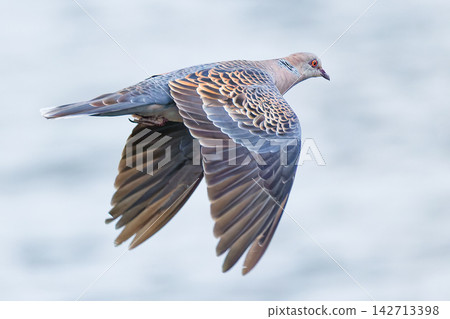 一隻斑鳩在飛行中拍打著翅膀 一隻斑鳩在飛行中拍打著翅膀 142713398