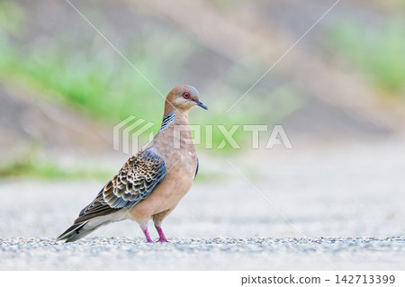 A turtle dove on the riverside promenade A turtle dove on the riverside promenade 142713399