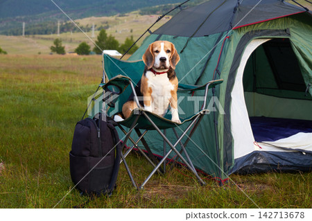 A beagle dog sits on a chair next to a tent in a picturesque place. A beagle dog sits on a chair next to a tent in a picturesque place. 142713678