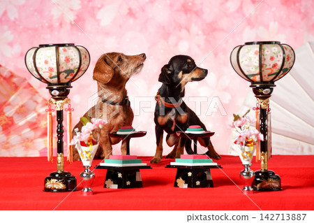 在娃娃節上,一隻迷你臘腸犬和一隻吉娃娃臘腸犬與雛娃娃並排坐在一起。 在娃娃節上,一隻迷你臘腸犬和一隻吉娃娃臘腸犬與雛娃娃並排坐在一起。 142713887