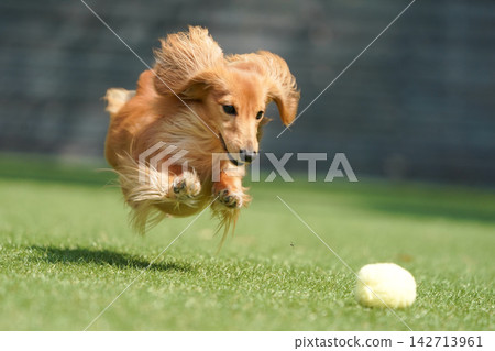 A long-haired miniature dachshund happily playing in a grassy dog run. A long-haired miniature dachshund happily playing in a grassy dog run. 142713961