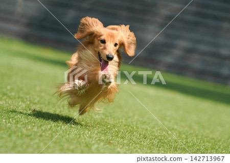 A long-haired miniature dachshund happily playing in a grassy dog run. A long-haired miniature dachshund happily playing in a grassy dog run. 142713967