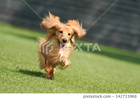 A long-haired miniature dachshund happily playing in a grassy dog run. A long-haired miniature dachshund happily playing in a grassy dog run. 142713968