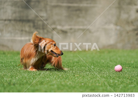 A long-haired miniature dachshund happily playing in a grassy dog run. A long-haired miniature dachshund happily playing in a grassy dog run. 142713983