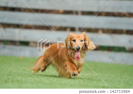 一隻長毛迷你臘腸犬在草地上快樂地玩耍。 142713984