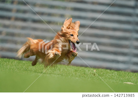 A long-haired miniature dachshund happily playing in a grassy dog run. 142713985