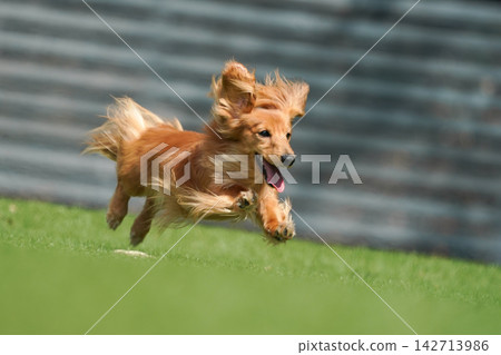 一隻長毛迷你臘腸犬在草地上快樂地玩耍。 142713986