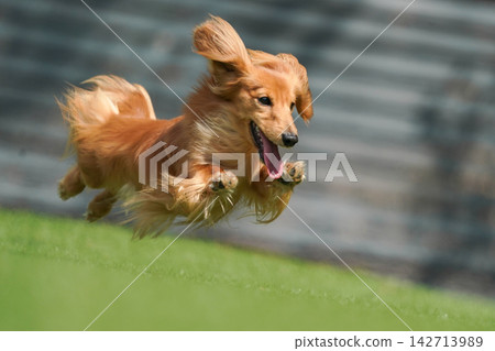 A long-haired miniature dachshund happily playing in a grassy dog run. A long-haired miniature dachshund happily playing in a grassy dog run. 142713989