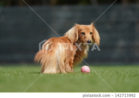 A long-haired miniature dachshund happily playing in a grassy dog run. A long-haired miniature dachshund happily playing in a grassy dog run. 142713992