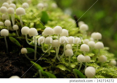 苔蘚森林中成簇生長的白色菇 苔蘚森林中成簇生長的白色菇 142714272
