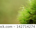 水滴在苔蘚上閃閃發光 142714274