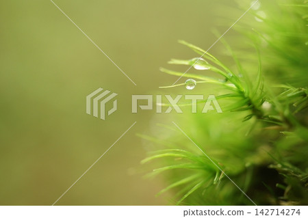 水滴在苔蘚上閃閃發光 142714274