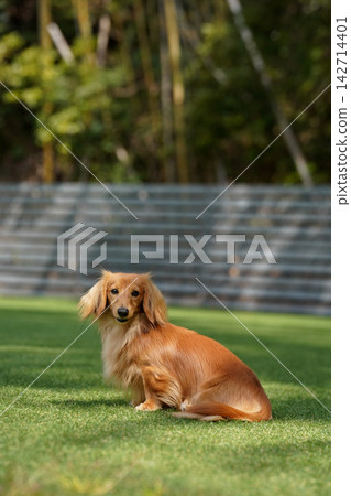 A long-haired miniature dachshund happily playing in a grassy dog run. A long-haired miniature dachshund happily playing in a grassy dog run. 142714401