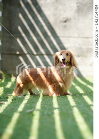 A long-haired miniature dachshund happily playing in a grassy dog run. A long-haired miniature dachshund happily playing in a grassy dog run. 142714404