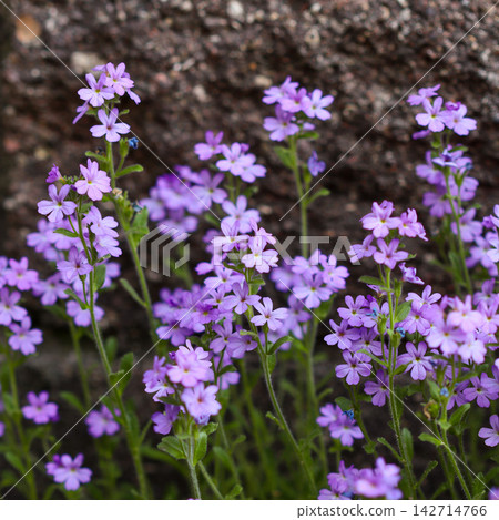 Purple rock cress flowers blooming against a rustic stone wall, showcasing spring growth and natural garden beauty Purple rock cress flowers blooming against a rustic stone wall, showcasing spring growth and natural garden beauty 142714766