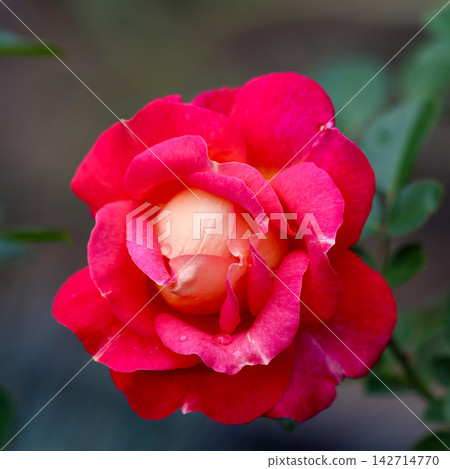 Close up view of a red rose blossom with a creamy center, featuring intricate petals and natural beauty in a garden setting Close up view of a red rose blossom with a creamy center, featuring intricate petals and natural beauty in a garden setting 142714770