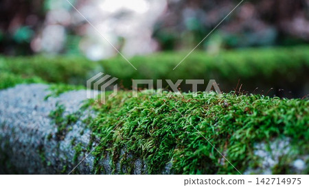 A close-up of moss covering a stone in vibrant green. A close-up of moss covering a stone in vibrant green. 142714975