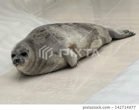 一隻可愛的海豹悠閒地躺在水邊。 142714977