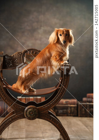 Studio portrait of a miniature dachshund sitting in an antique chair. 142715005