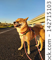A Shiba Inu enjoying a walk with a smile, and pet supplies. 142715103