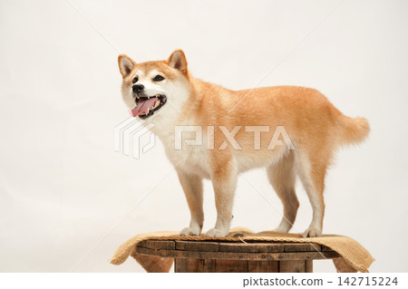 在白色背景下拍攝的柴犬肖像照。 在白色背景下拍攝的柴犬肖像照。 142715224