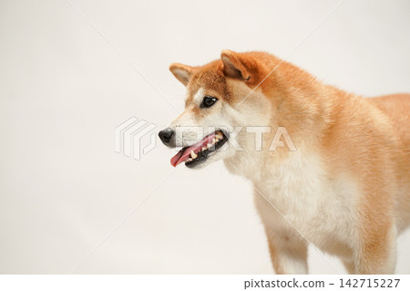 在白色背景下拍攝的柴犬肖像照。 在白色背景下拍攝的柴犬肖像照。 142715227