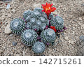 一叢仙人掌頂端盛開著紅色的花朵和花蕾。 142715261