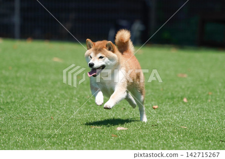 一隻柴犬在綠草茵茵的狗跑道裡快樂地玩耍。 一隻柴犬在綠草茵茵的狗跑道裡快樂地玩耍。 142715267
