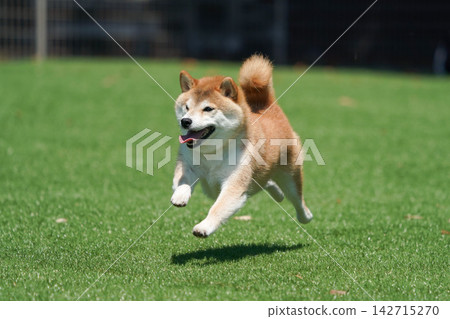 一隻柴犬在綠草茵茵的狗跑道裡快樂地玩耍。 142715270