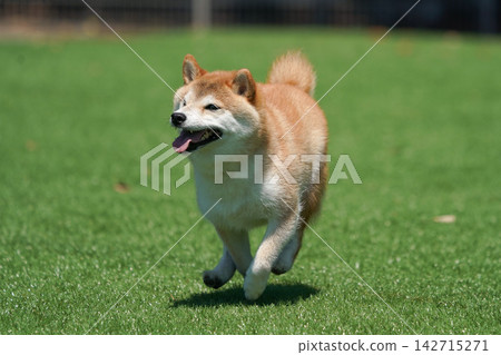 一隻柴犬在綠草茵茵的狗跑道裡快樂地玩耍。 一隻柴犬在綠草茵茵的狗跑道裡快樂地玩耍。 142715271