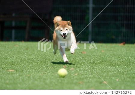 一隻柴犬在綠草茵茵的狗跑道裡快樂地玩耍。 一隻柴犬在綠草茵茵的狗跑道裡快樂地玩耍。 142715272