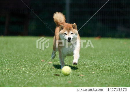 一隻柴犬在綠草茵茵的狗跑道裡快樂地玩耍。 142715273