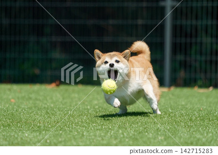 一隻柴犬在綠草茵茵的狗跑道裡快樂地玩耍。 一隻柴犬在綠草茵茵的狗跑道裡快樂地玩耍。 142715283