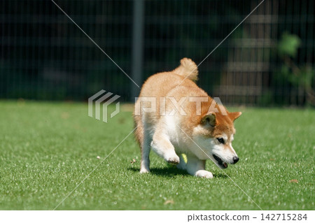 一隻柴犬在綠草茵茵的狗跑道裡快樂地玩耍。 一隻柴犬在綠草茵茵的狗跑道裡快樂地玩耍。 142715284