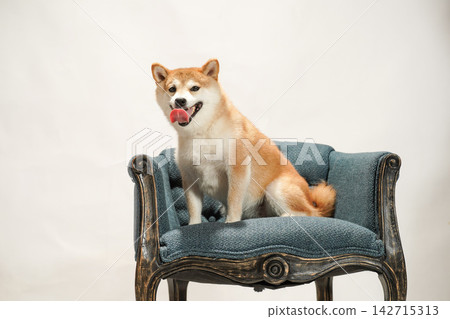 一隻柴犬正慵懶地躺在古董沙發上。 一隻柴犬正慵懶地躺在古董沙發上。 142715313