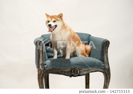 A Shiba Inu relaxing on an antique-style sofa. A Shiba Inu relaxing on an antique-style sofa. 142715315