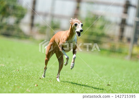 義大利靈緹犬在綠草茵的狗場裡快樂地玩耍。 義大利靈緹犬在綠草茵的狗場裡快樂地玩耍。 142715395